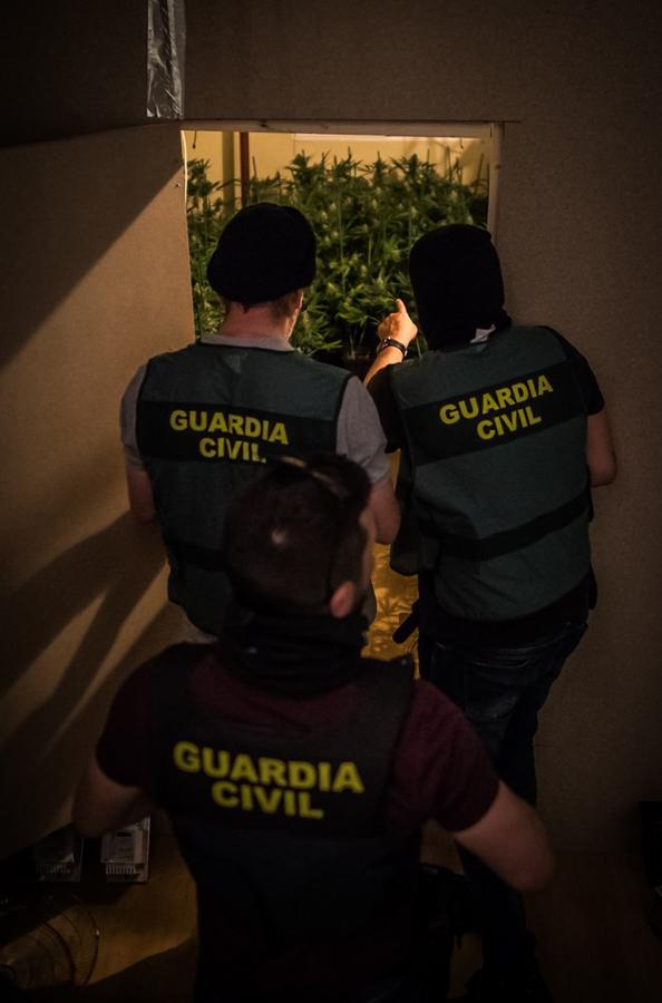 Operación de la Guardia civil contra los cultivos de marihuana