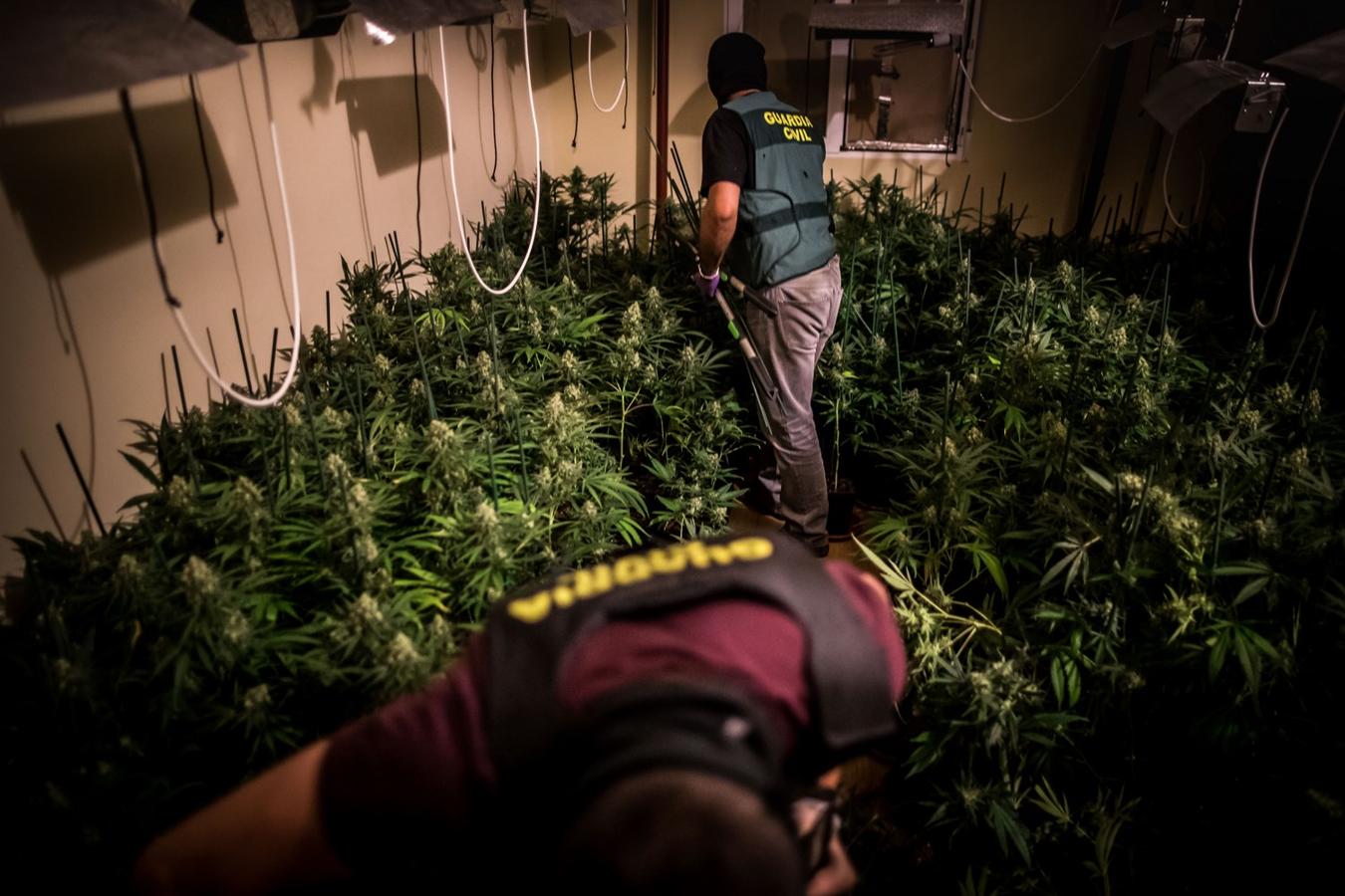 Operación de la Guardia civil contra los cultivos de marihuana