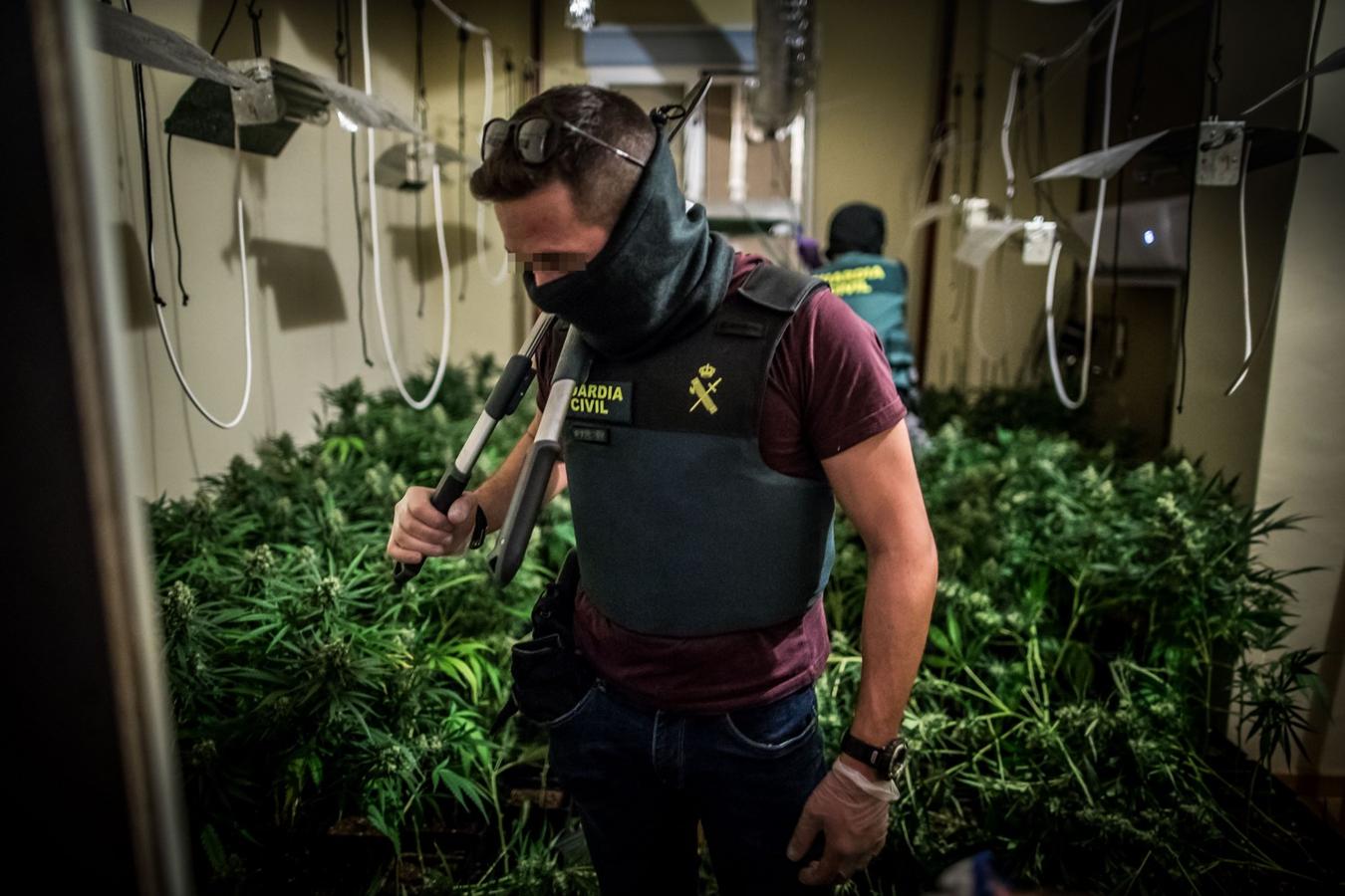 Operación de la Guardia civil contra los cultivos de marihuana