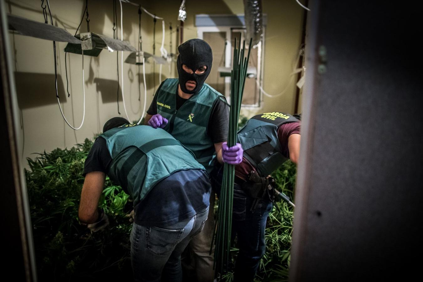 Operación de la Guardia civil contra los cultivos de marihuana