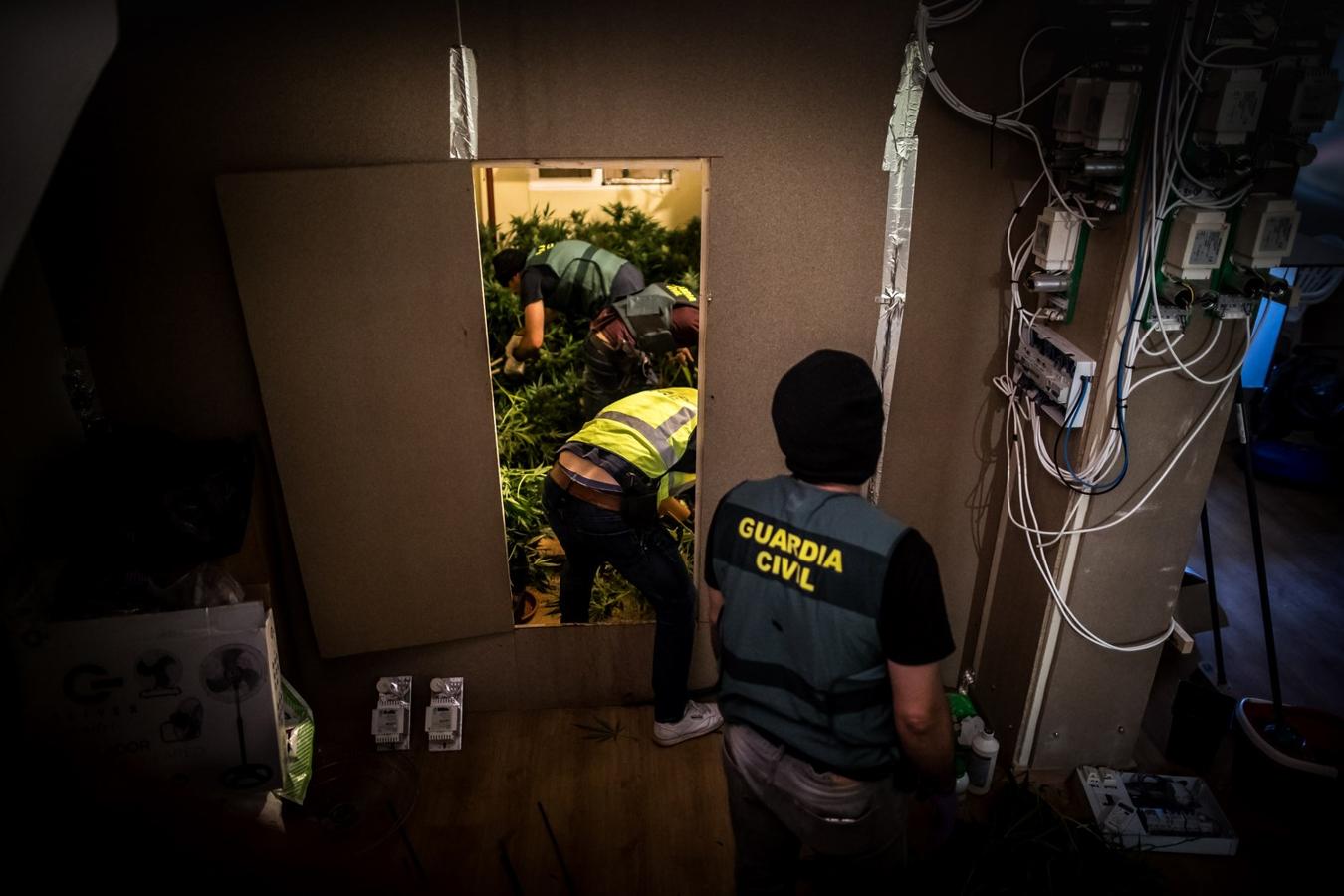 Operación de la Guardia civil contra los cultivos de marihuana