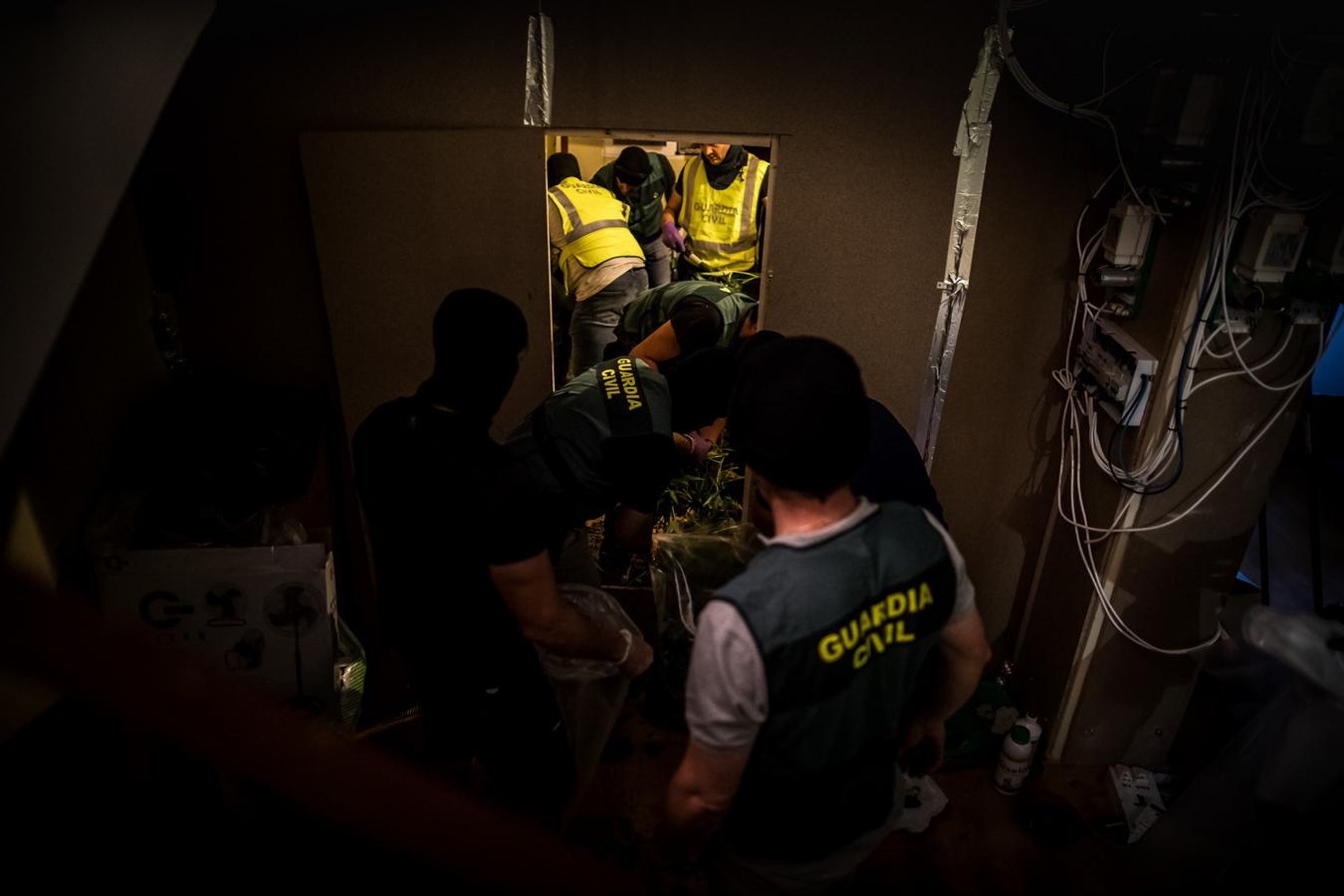 Operación de la Guardia civil contra los cultivos de marihuana