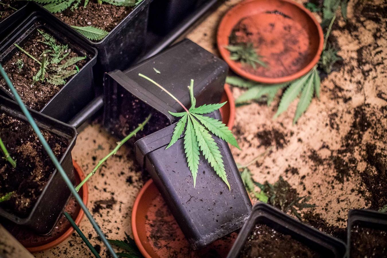 Operación de la Guardia civil contra los cultivos de marihuana