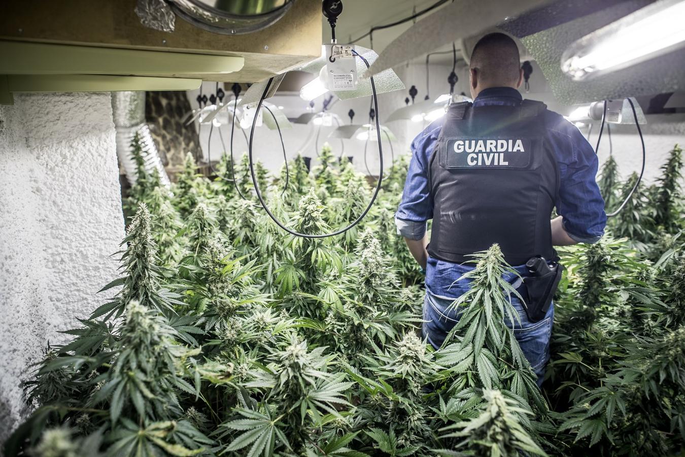 Operación de la Guardia civil contra los cultivos de marihuana