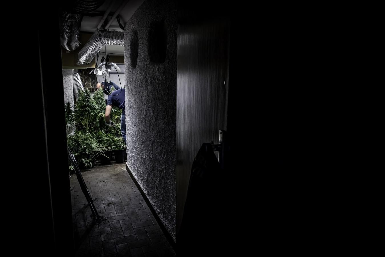 Operación de la Guardia civil contra los cultivos de marihuana