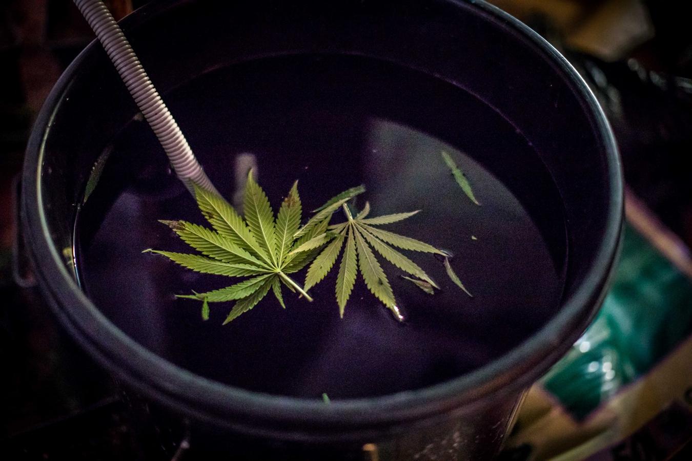 Operación de la Guardia civil contra los cultivos de marihuana