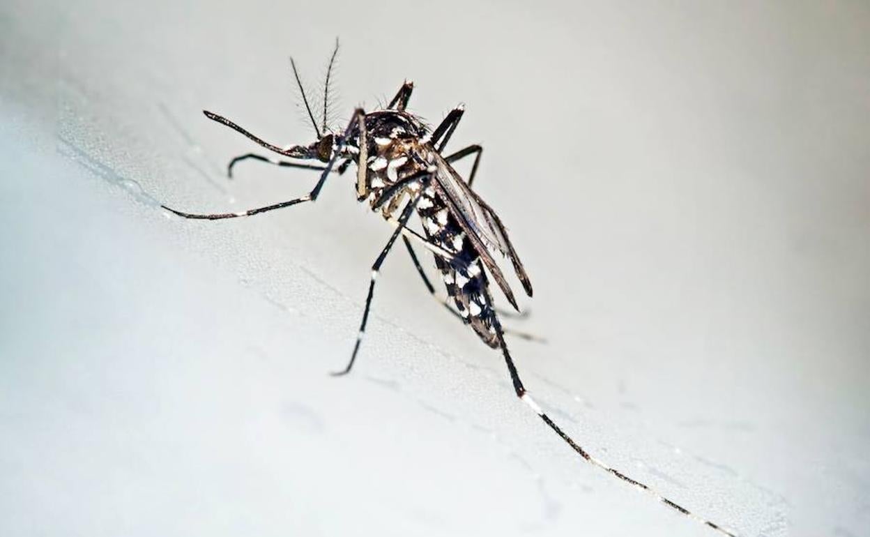 Alerta: llega el mosquito tigre, un insecto invasor y peligroso para la salud