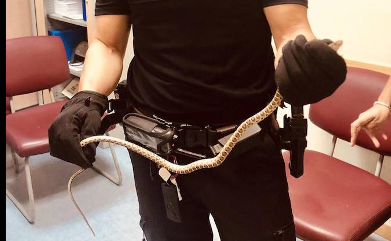 Serpiente rescatada en manos de un agente. 