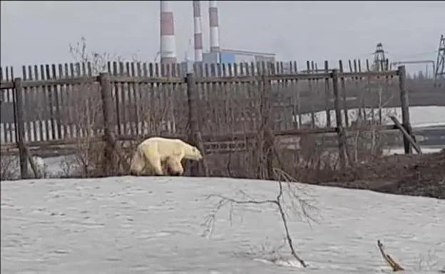 Osa polar agotada buscando comida: el vídeo que refleja los graves efectos del cambio climático