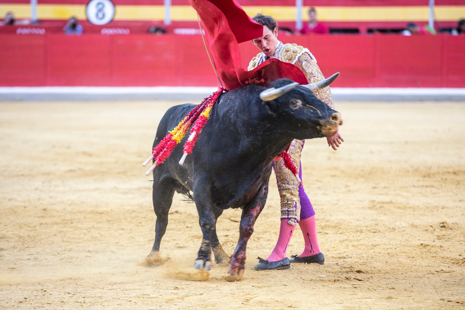 Borja Collado y Miguel Aguilar ponen broche triunfal a la feria del Corpus. El bastetano Aquilino Girón, que cortó una oreja y acreditó sobrado valor, acabó en la enfermería con una lesión en la rodilla