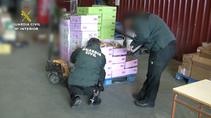 Varias detenciones en una empresa de Granada que vendía como ecológicos toneladas de pepino convencional
