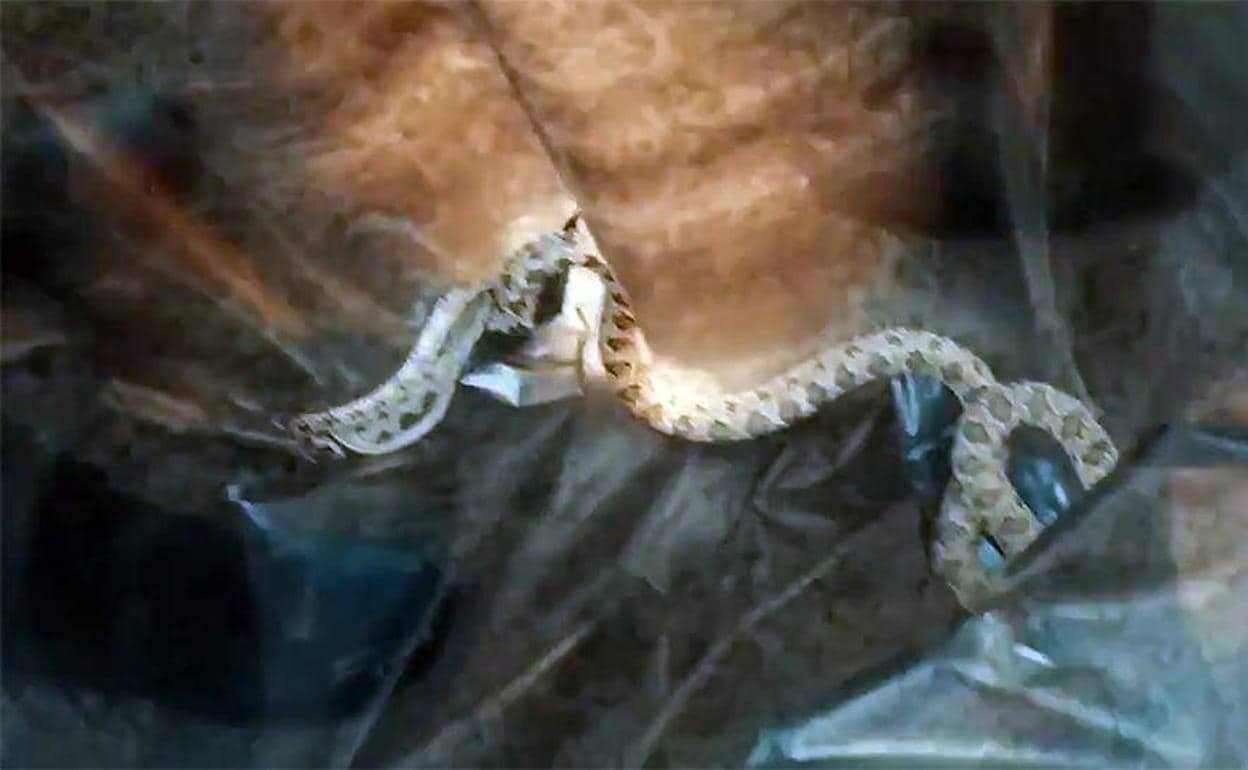 La serpiente dentro de la bolsa
