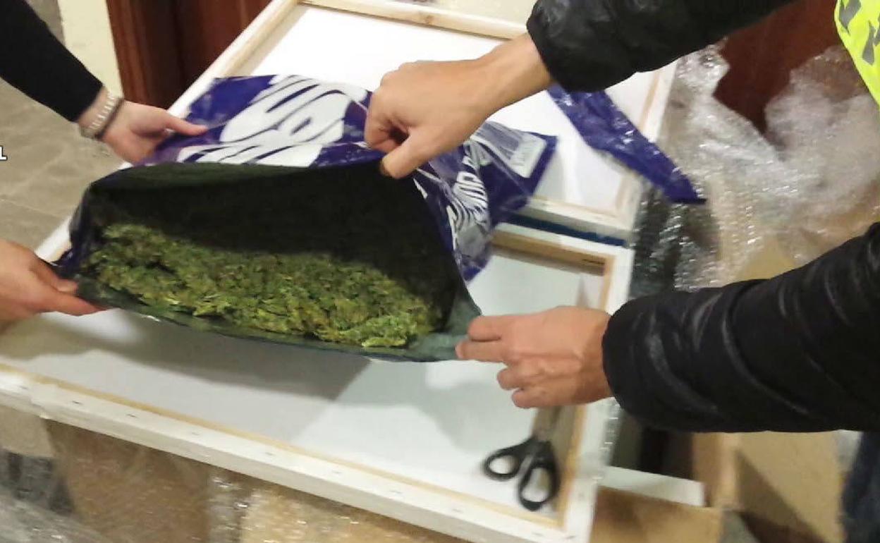 Golpe a la droga en Granada: intervienen 1.200 plantas ocultas entre olivos, dos fardos y 17 balas