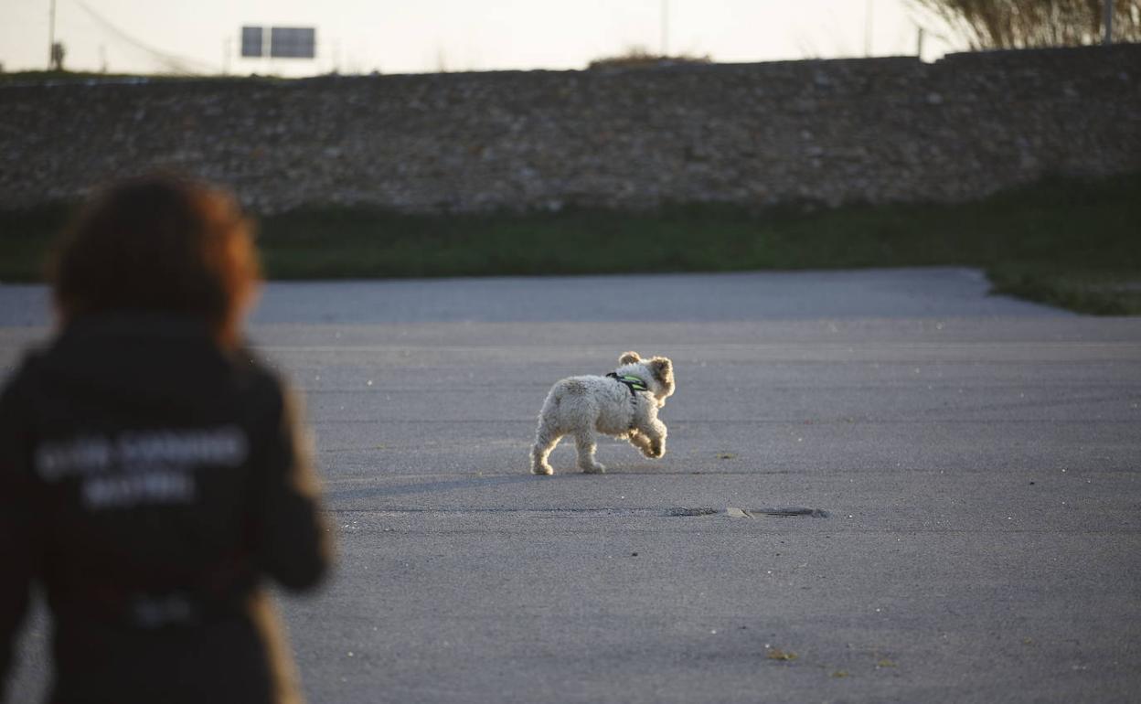 Abuso sexual a una niña en Granada: condenan al hombre que asaltó a una menor cuando paseaba a su perro