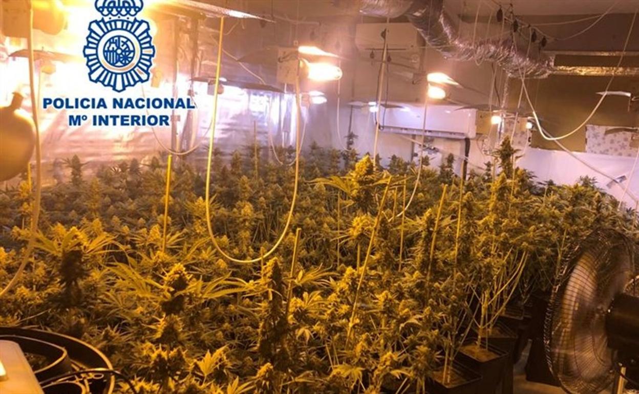 Marihuana en Granada: Escondían 265 plantas en un invernadero sofisticado de su casa de Padul