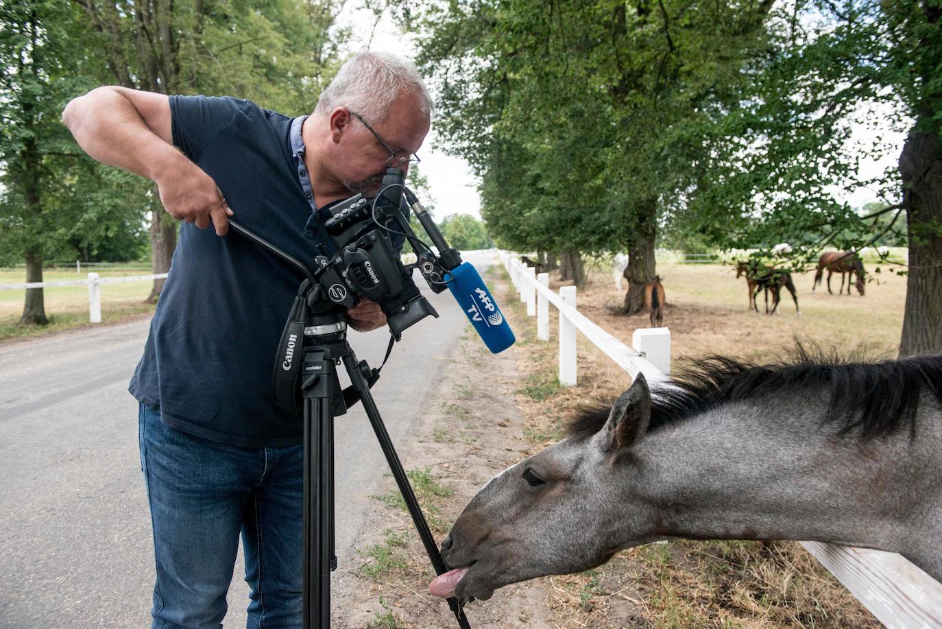 15. Kladruby nad Labem (Repúbilca Checa): El paisaje de crianza y doma de caballos de tiro ceremoniales en Kladruby nad Labem, en Chequia, es uno de los criaderos de caballos más reputados del planeta.