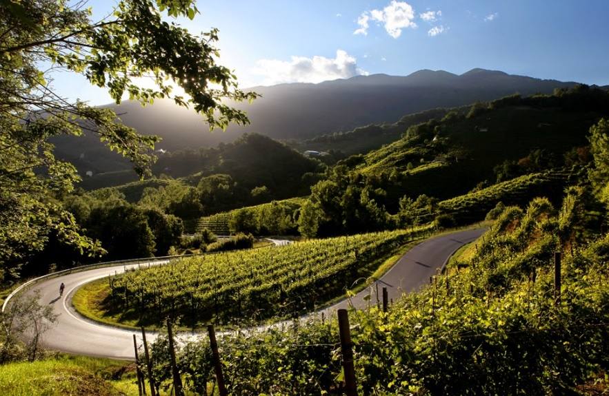 27. Conegliano y Valdobbiadene (Italia): Situado al nordeste de Italia, este sitio abarca una parte del paisaje formado por terrenos de viñedos en los que se produce el vino prosecco. Ese paisaje vitivinícola se caracteriza por la presencia de bosques, de colinas de vertientes abruptas, de tierras de labranza y de aldeas, así como por la de pequeñas parcelas de vides cultivadas en estrechas terrazas con césped llamadas ciglioni. 