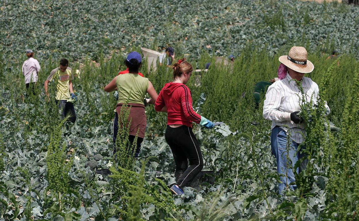Un grupo de mujeres trabajan en la recolección de brócoli