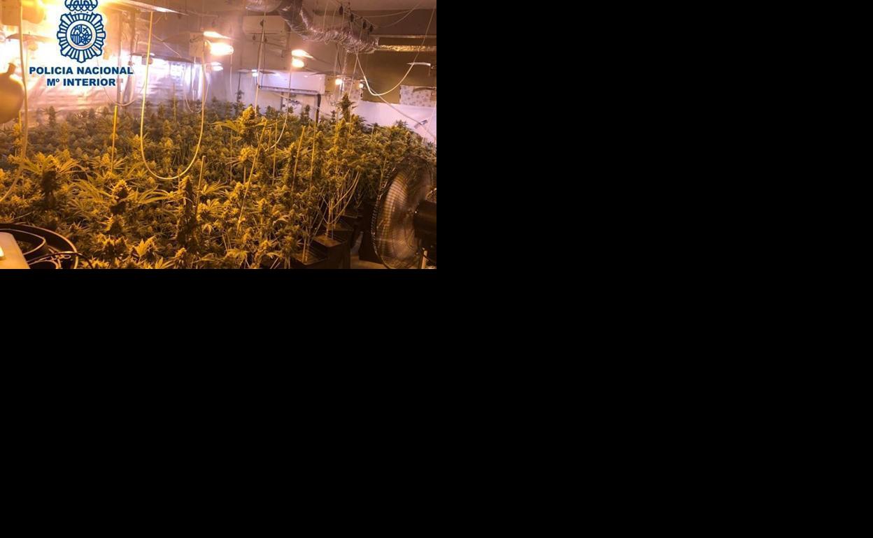 Plantación de marihuana intervenida al investigado