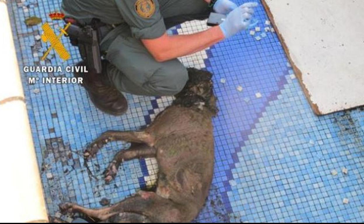Seis investigados por maltrato y abandono animal en Granada