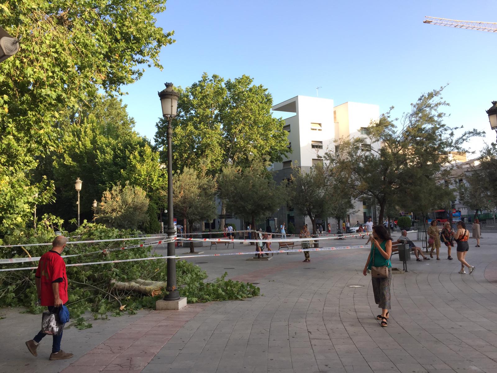 Fotos: Así está la Fuente de las Batallas con la enorme rama que ha caído