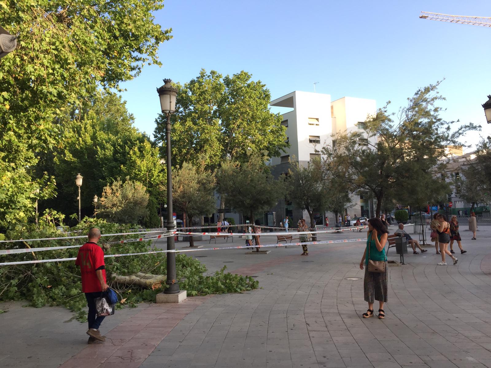 Fotos: Así está la Fuente de las Batallas con la enorme rama que ha caído