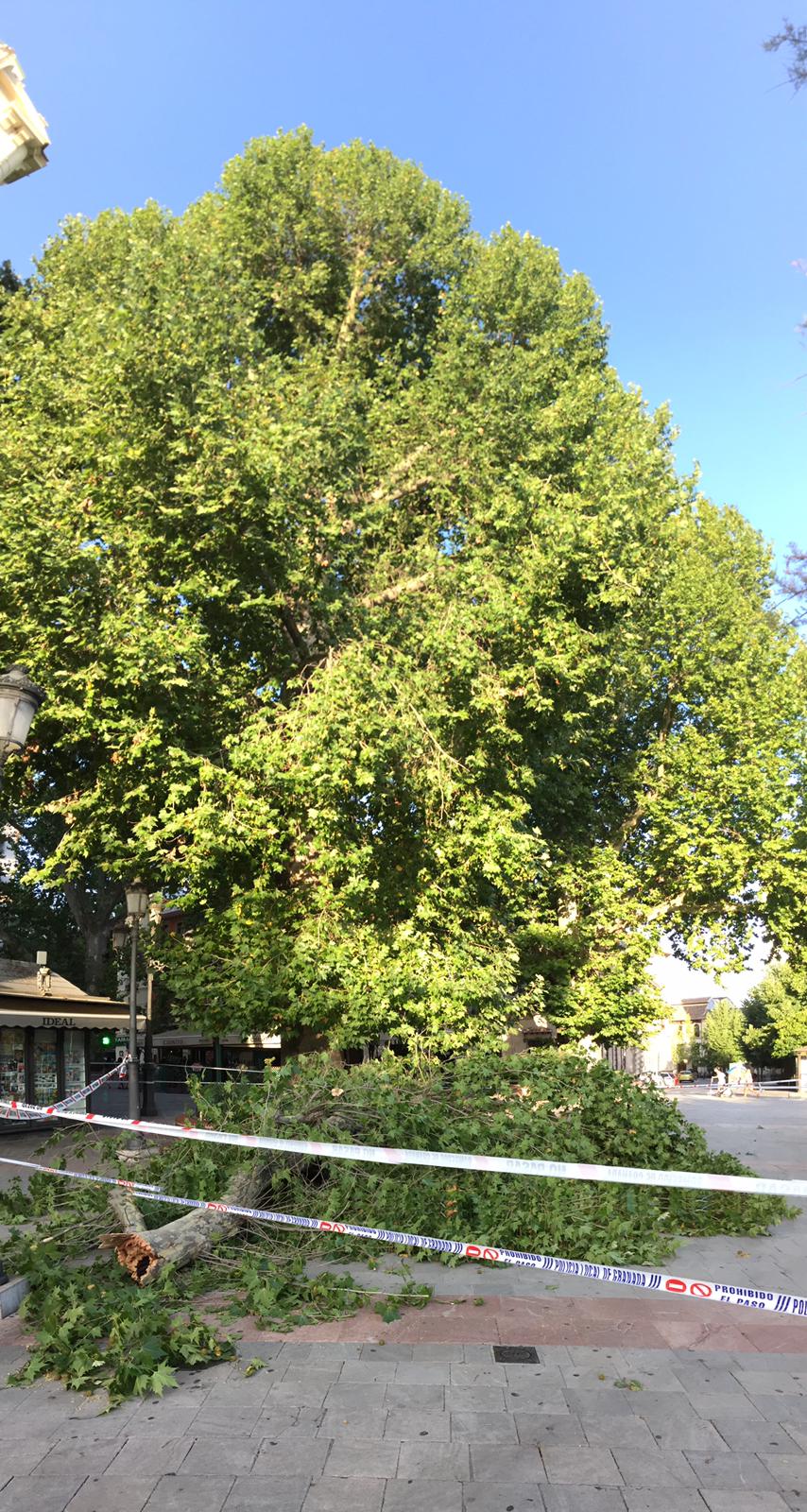 Fotos: Así está la Fuente de las Batallas con la enorme rama que ha caído