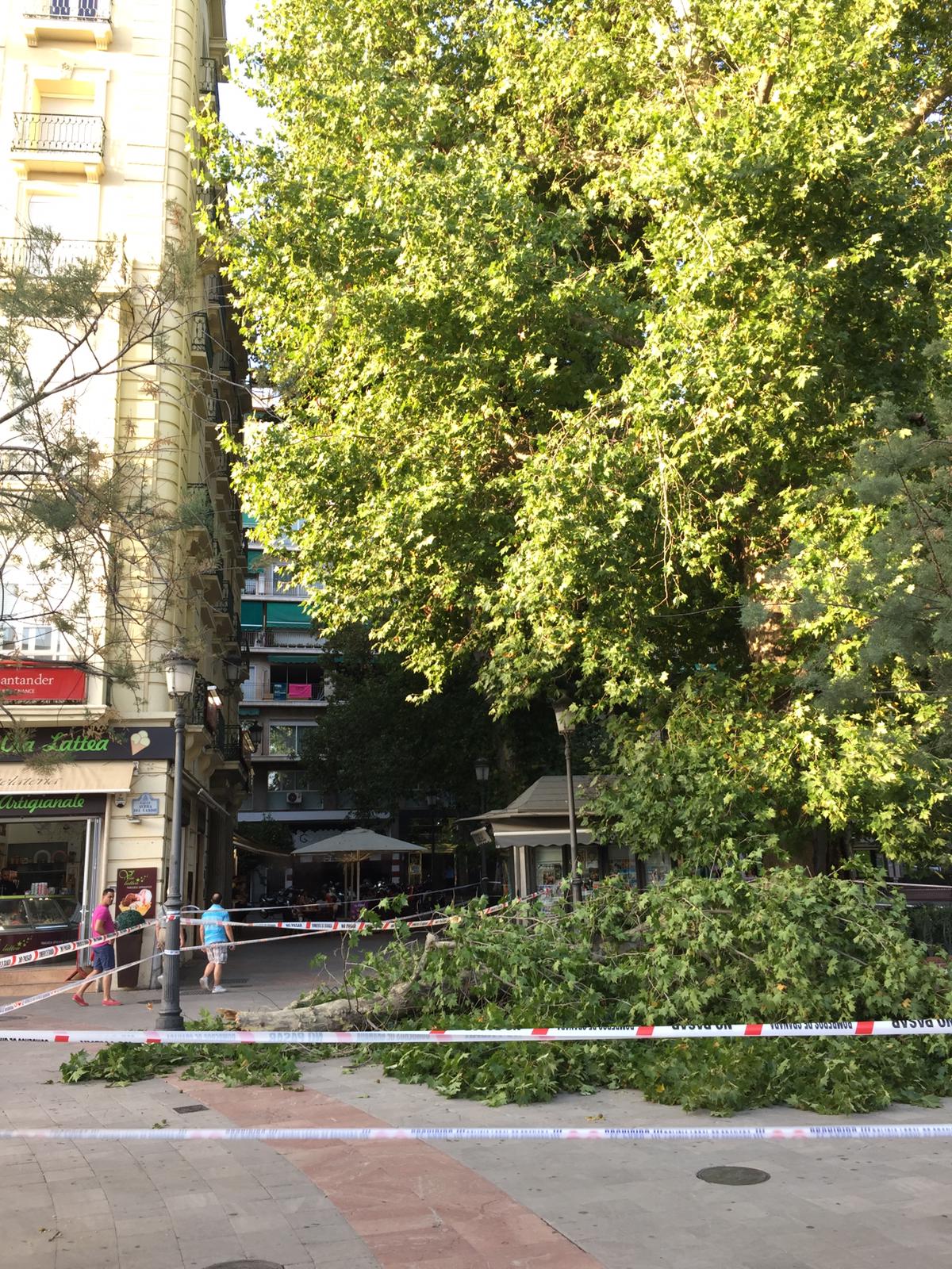 Fotos: Así está la Fuente de las Batallas con la enorme rama que ha caído