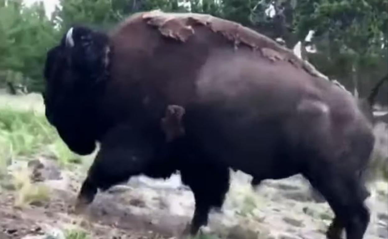 Un bisonte levanta por los aires a una niña de 9 años en el parque de Yellowstone