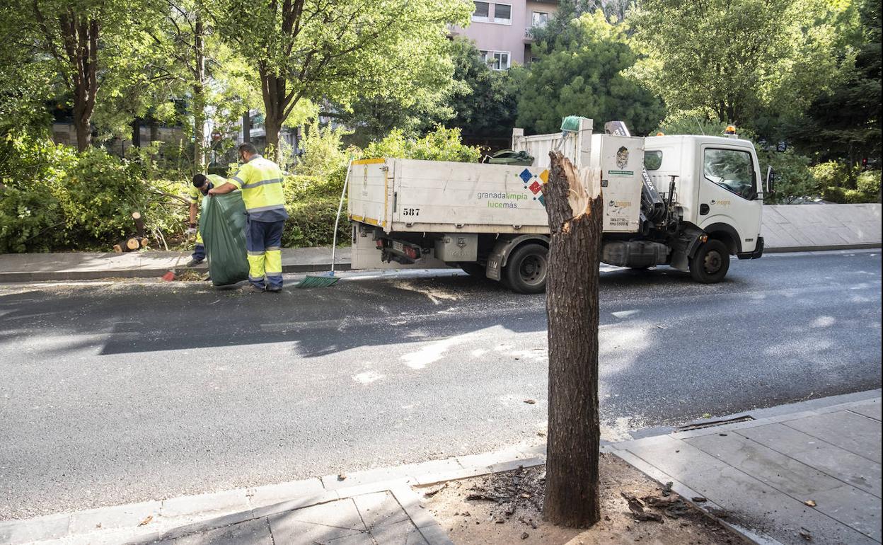 Caída de árboles en Granada: más inspecciones y control para evitar el peligro