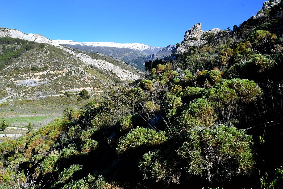 Sierra Nevada emergió de las aguas y convirtió sus laderas en la frontera sur del nuevo continente europeo. Especies marinas vivieron en charcas de marea que se extendían desde el valle de Lecrín hasta las puertas de Granada 