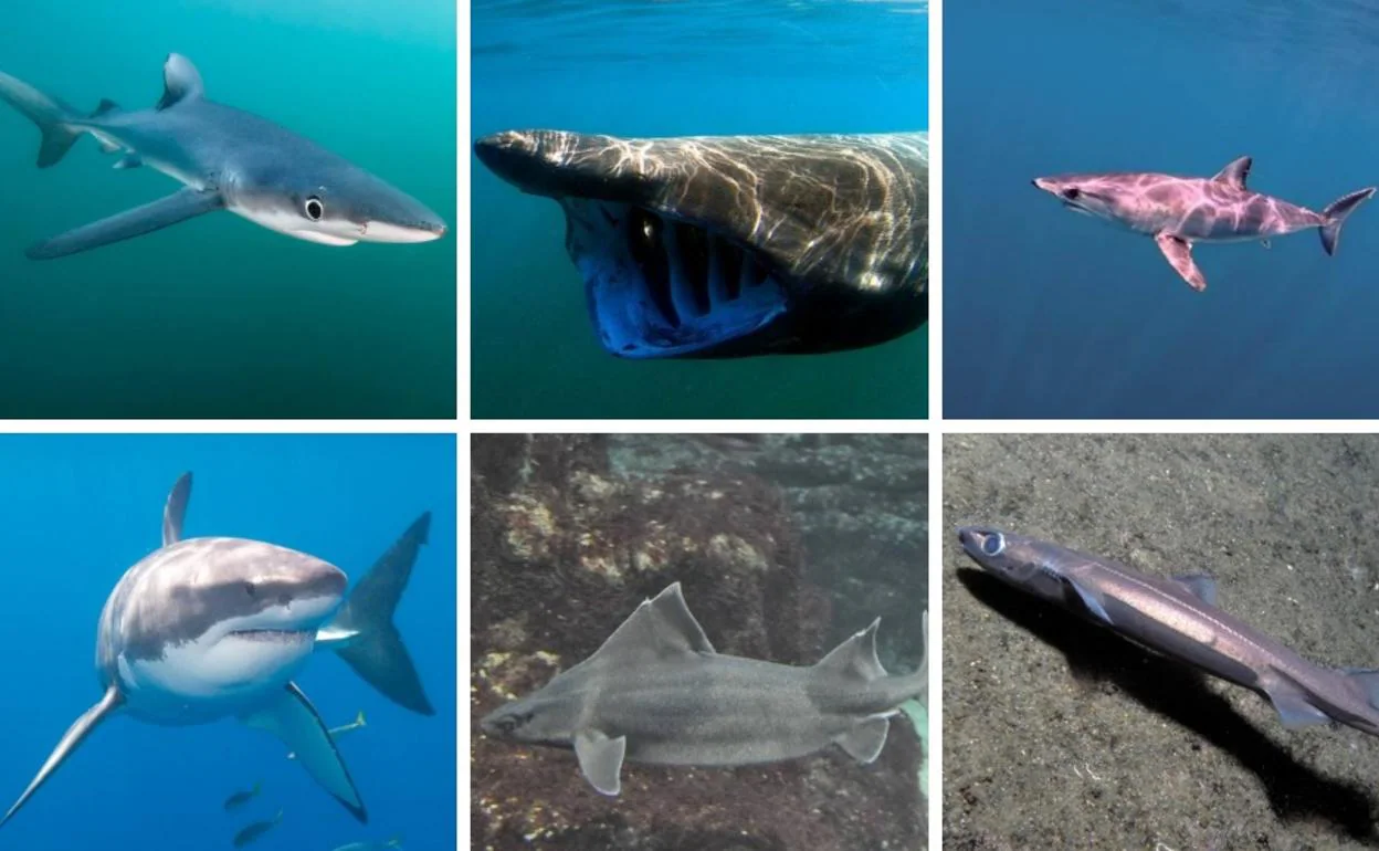 Tiburones en Granada: los 8 ejemplares que puedes encontrarte en la costa
