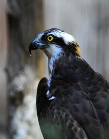 Imagen secundaria 2 - Calahonda y Carchuna desde el cerro del Águila | La cumbre más alta de la costa granadina | Águila pescadora 