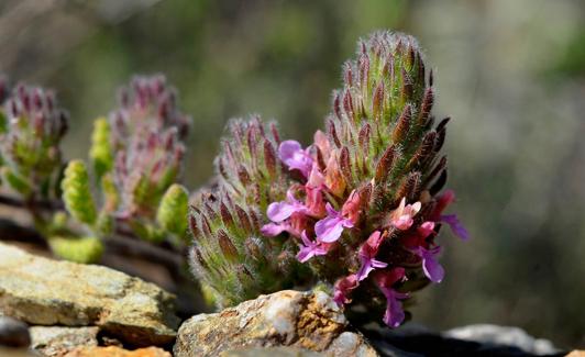 Teucrium rixanense en el cerro del Águila
