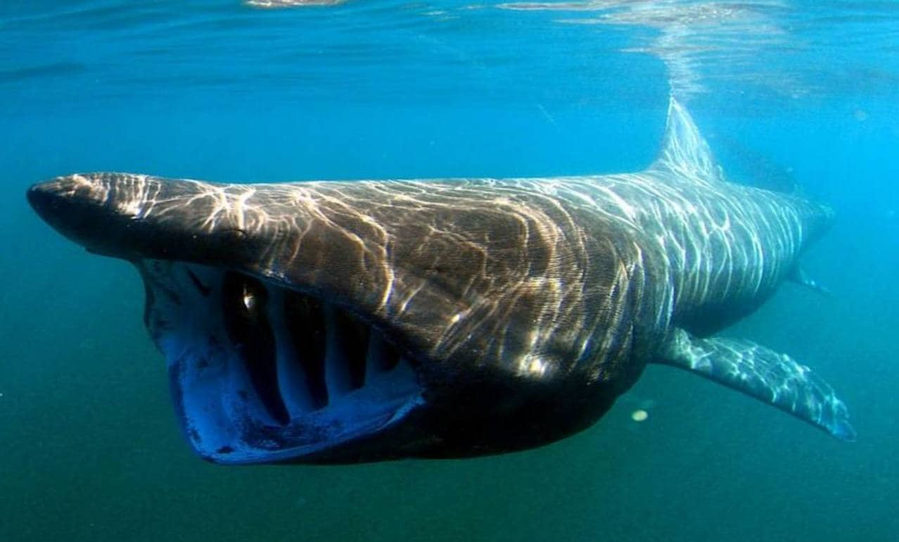 6. Tiburón Peregrino. Es uno de los tiburones que podrías llegar a encontrarte en el mar Mediterráneo o la Costa Tropical, según María Pozo Montoro, coordinadora del Global FinPrint Project de la Universidad de Granada.