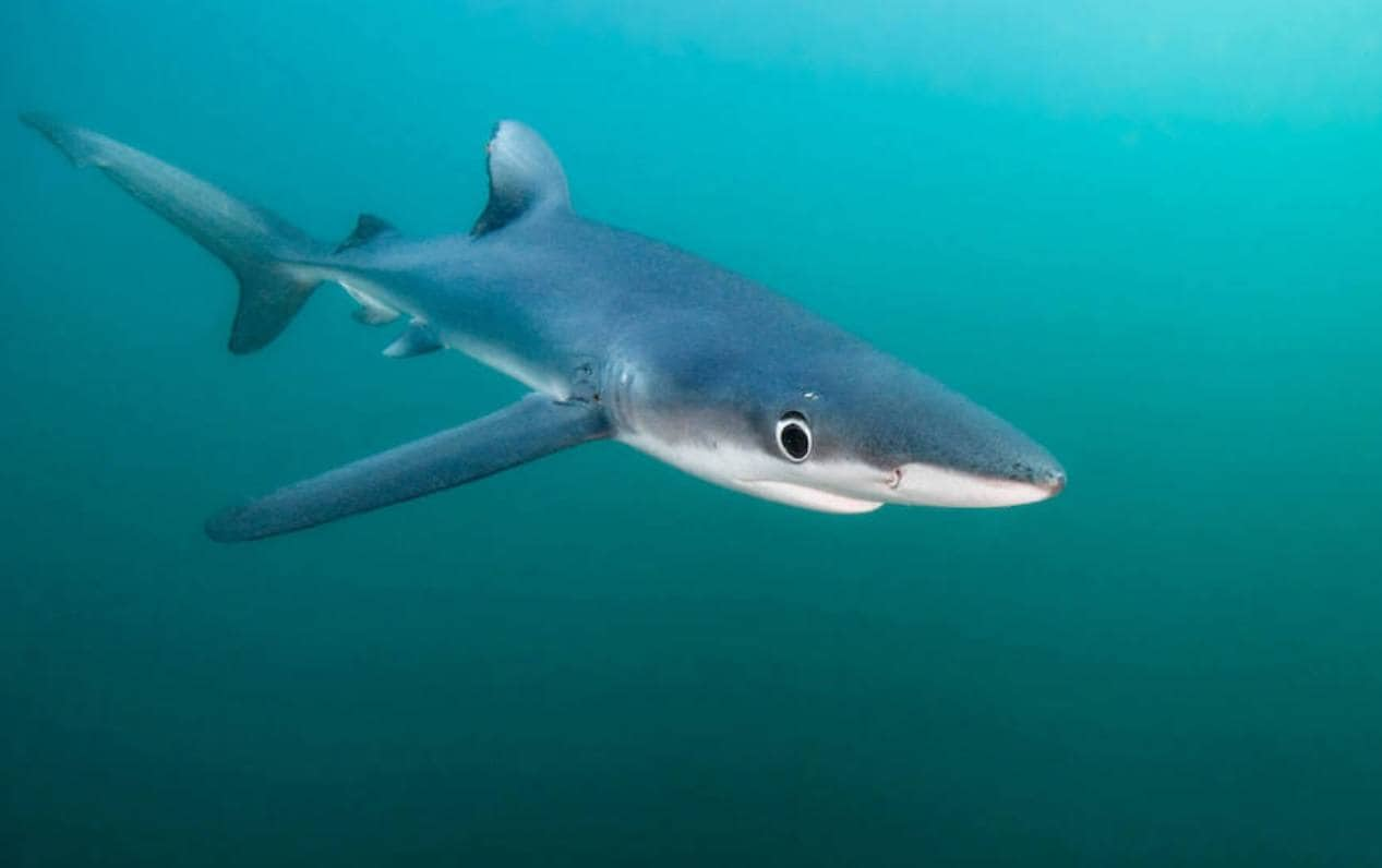 7. Tintoreta. Es uno de los tiburones que podrías llegar a encontrarte en el mar Mediterráneo o la Costa Tropical, según María Pozo Montoro, coordinadora del Global FinPrint Project de la Universidad de Granada.