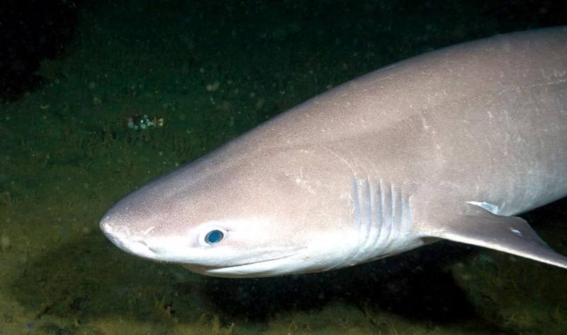 8. Cabañota. Se trata de un tiburón carroñero que vive a unos 200 metros de profundidad. Ha sido encontrado en la playa de La Rábita, en Granada