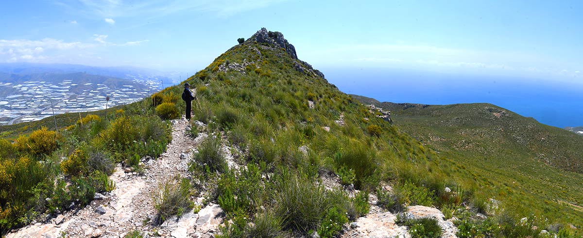 El pico del Águila se alza desde los acantilados de la Rijana para convertirse en el techo del litoral de Granada. Es la más alta atalaya costera, un picacho utilizado como refugio desde el neolítico, donde sobreviven especies únicas