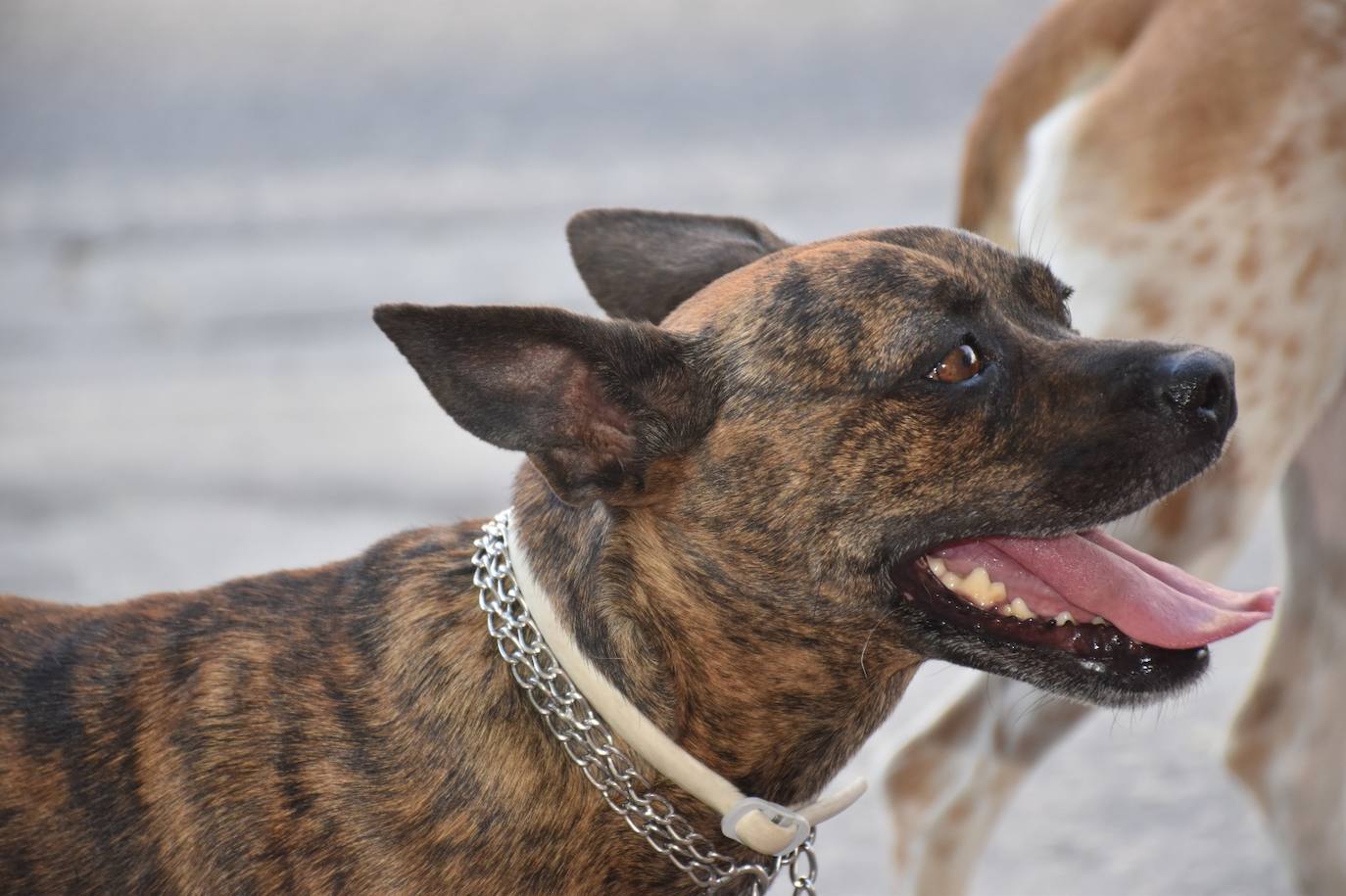 Tres de los perros que pasea Sergio. 
