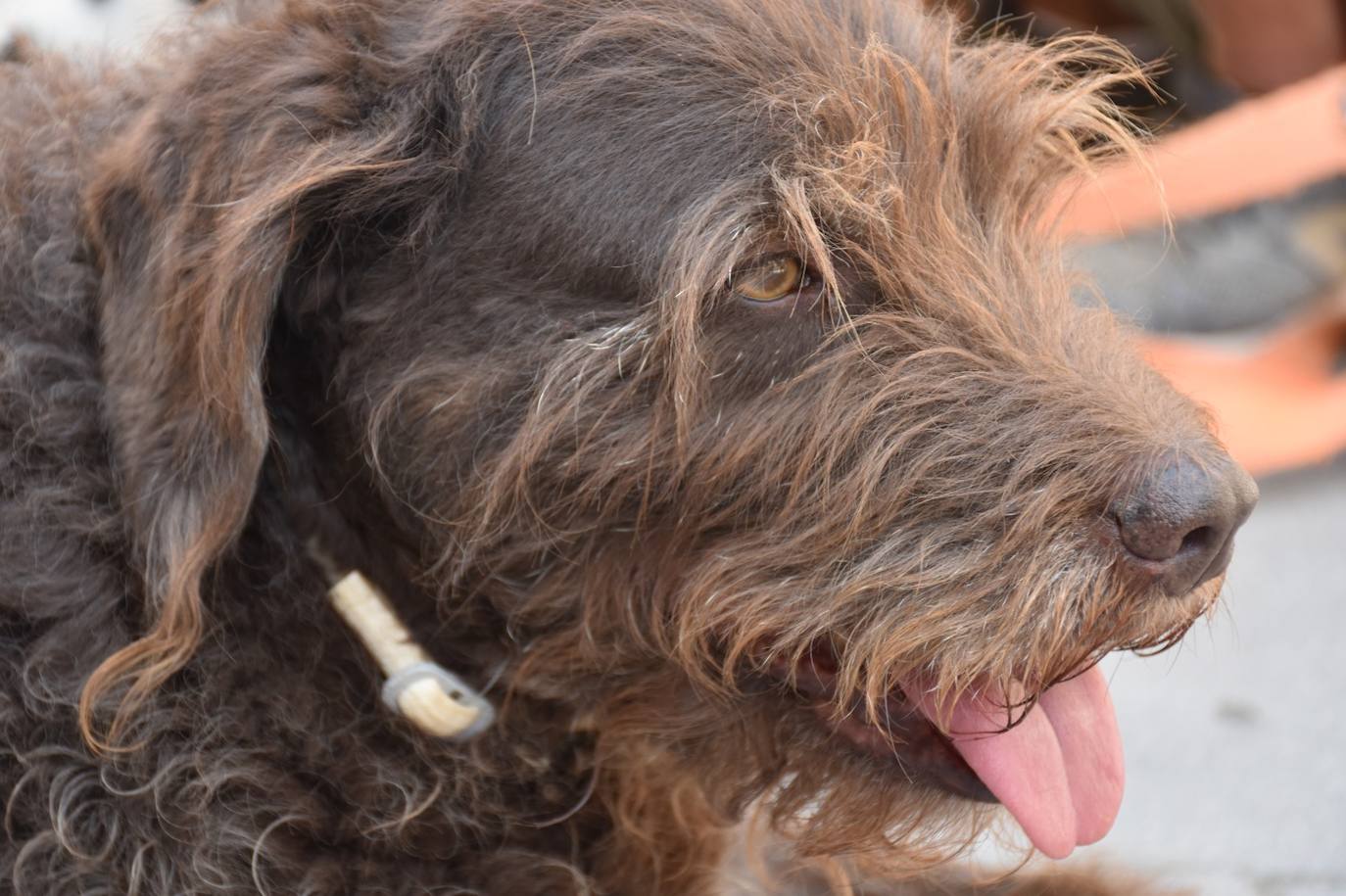 Tres de los perros que pasea Sergio. 