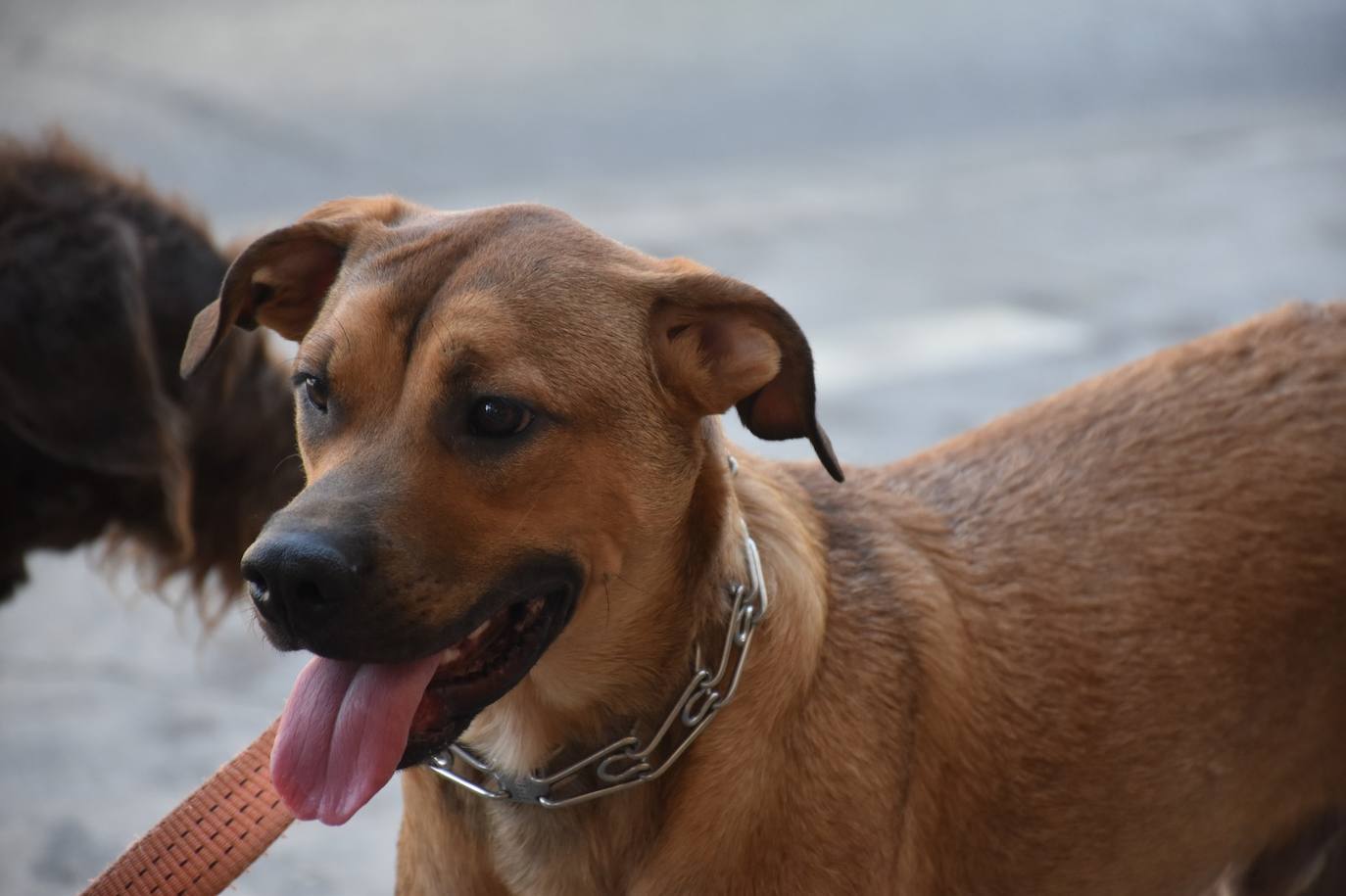 Tres de los perros que pasea Sergio. 