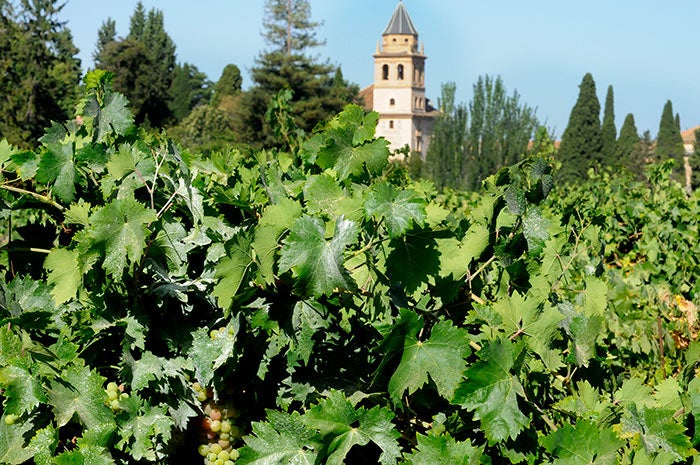 Entre el Generalife y la Alhambra aún perdura el vergel de los sultanes y sus almunias. Conocer los huertos es adentrarse en el único espacio monumental andalusí cultivado sin pausa desde hace más de 800 años