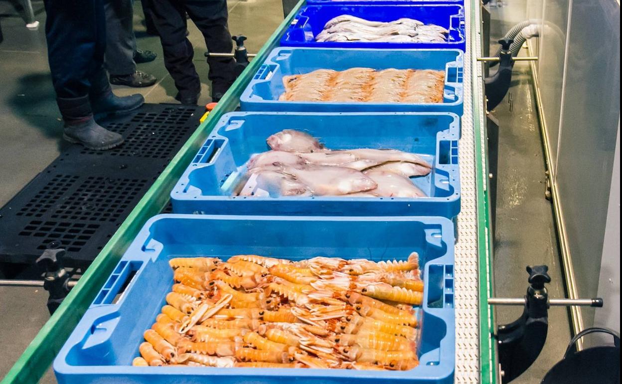 Diez millones más de presupuesto para ayudas que respaldan la transformación de productos pesqueros y acuícolas