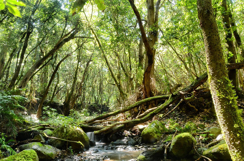 6. Parque Nacional de Garajonay (Canarias)