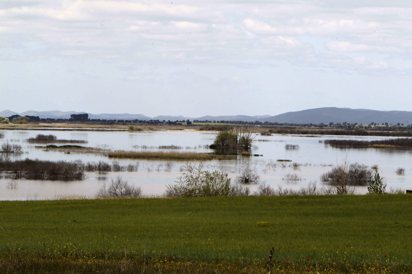 10. Parque Nacional de las Tablas de Daimiel (Castilla-La Mancha)