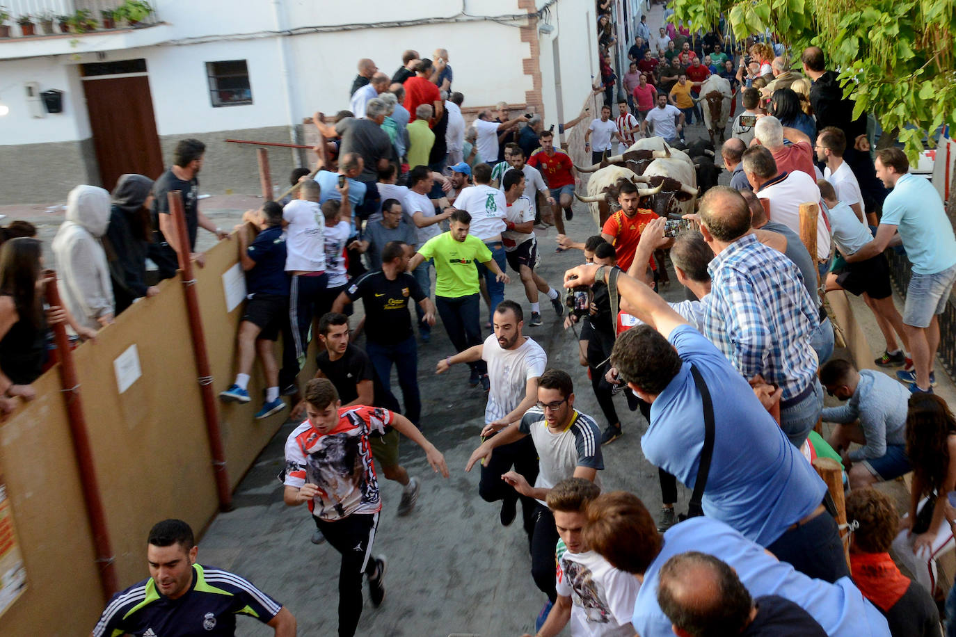 Los encierros más antiguos de España han puesto punto final a su edición 2019 con motivo de las fiestas patronales de este localidad granadina de 700 habitantes