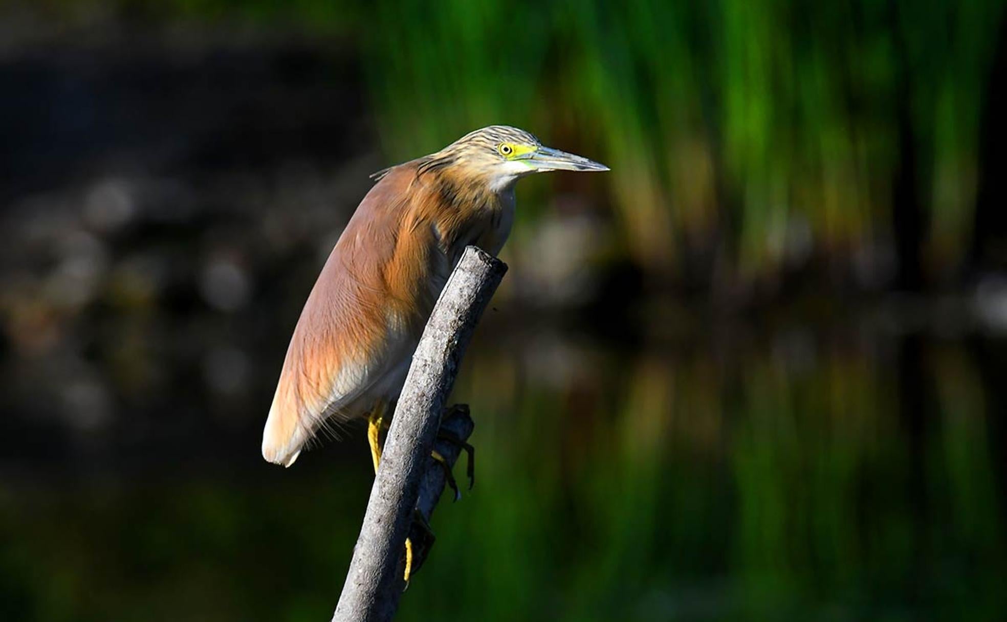 Garcilla cangrejera, una especie en peligro crítico de extinción, habitual desde la primavera en la Charca de Suárez 