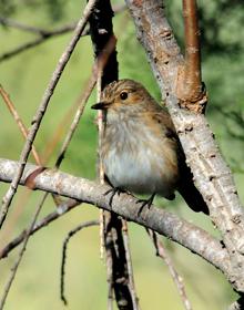 Imagen secundaria 2 - Garza imperial, espátula y papamoscas gris 