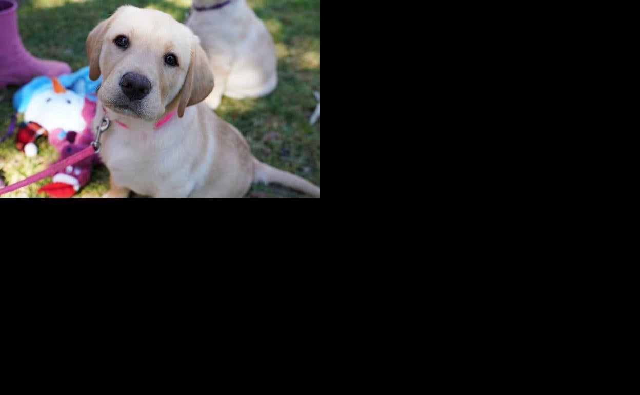 Cómo salvar la vida a tu perro: el aviso de la Guardia Civil