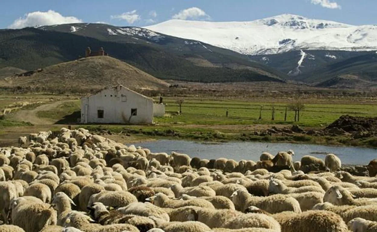 Ganaderos de Granada muestran su oposición al informe de la ONU que pide la reducción del consumo de carne